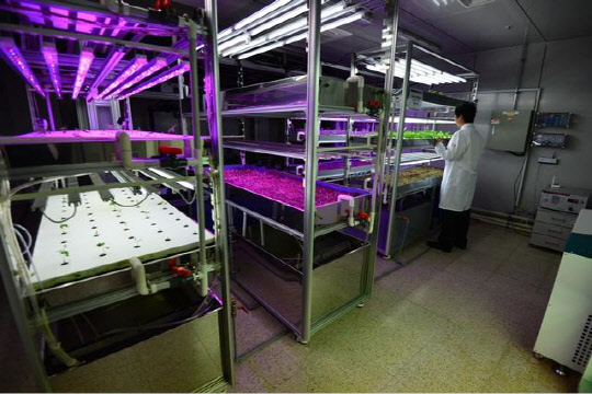 특허청 IP-R&D전략 지원사업의 지원을 받아 개발된 농작물 생육 시스템 기술을 적용한 KIST 강릉분원의 '스마트 U-팜' 시설에서 연구자가 농작물 생육상태를 살펴보고 있다. KIST 제공